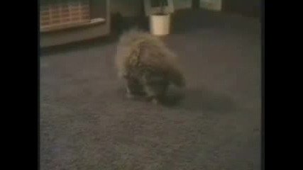 Най - Глупавата Котка На Земята