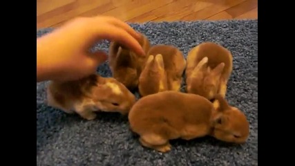 Малки сладури - Baby Mini Rex Rabbits