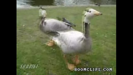 Танца на гъсока