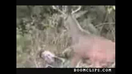 Deer Gets Revege On Hunter