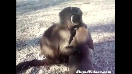 Маймунка си играе с малко кученце
