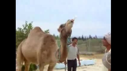 Камила Пие Кока - Кола