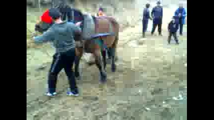 Murad.kornica.2