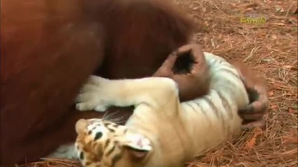 Орангутан се грижи всеки ден за малки тигърчета