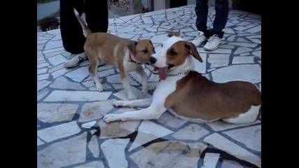 Snoopy & Dara 