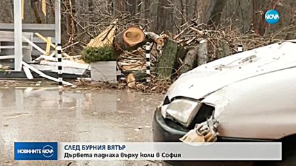 Вятърът събори 2 дървета в София, смачкани са 2 автомобила