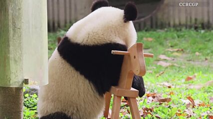 Забавление: Вижте как панда се люлее на дървено конче (ВИДЕО)