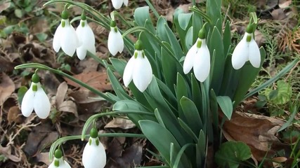 Кокичета (snowdrop)