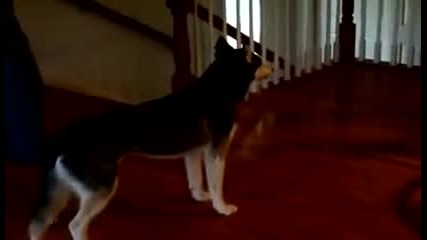 Говорещо Хъски Трябва Да Се Види