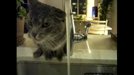 Котка се къпе... на чешмата 