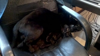 Две мъжки котки