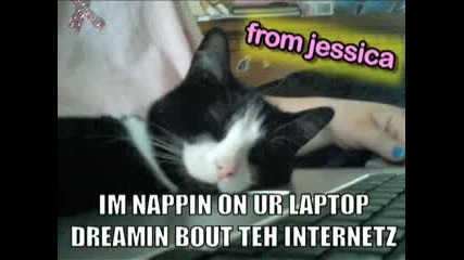 Ultra Kawaii - Where Your Pets Are The Sta