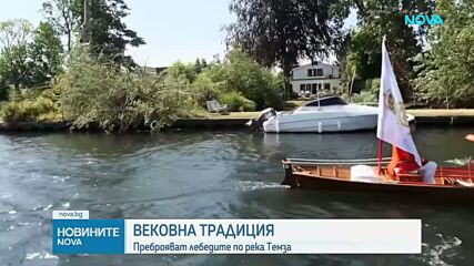 Започна преброяването на лебедите по река Темза