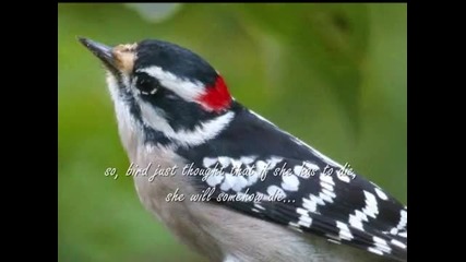 Bird and Bee story