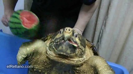 Не ти трябва питбул вземи си костенурка - Смях