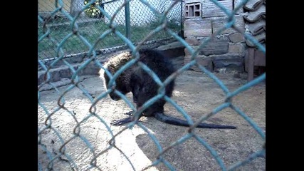 В зоологическата градина в Кюстендил