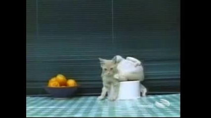 Забавни котки