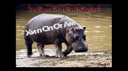 Звуци от природата - Хипопотам 