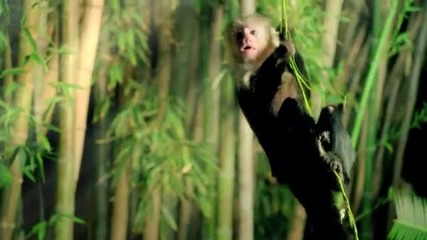 Katy Perry - Roar (official)