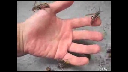 Хващане на пчели и оси с гола ръка 