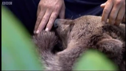 Wild Bears in Turkey - Explore - Bbc 