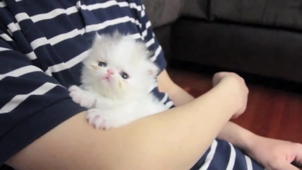 мъничко сладко пухкаво котенце