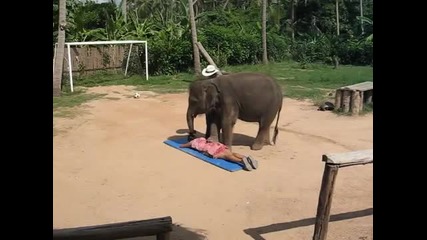 Слон прави масаж на жена в Тайланд