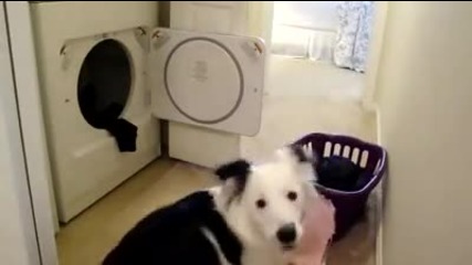 куче върши домашни работи