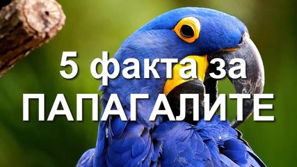 5 Любопитни факта за папагалите!