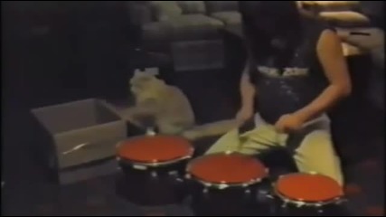 Котка барабанист