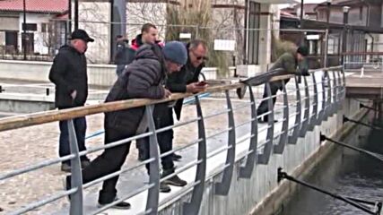 Тонове риба край пристанището в Несебър шокира хората