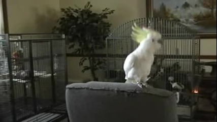 Super Smeshen Papagal
