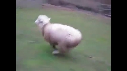 Смях ... Най щурата овца !!!