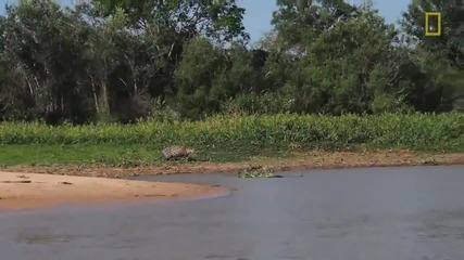 Ягуар атакува крокодил