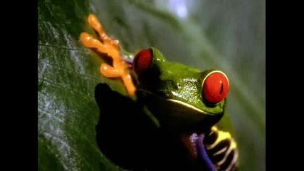 Bjork - Amphibian