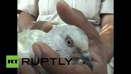 В Индия арестуваха гълъб по подозрение, че бил пакистански шпионин