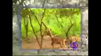 Луда Маймуна Си Играе С Тигри