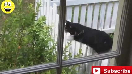 Смешни котета - Fail Compilation 2015