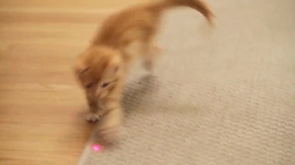 Dear Kitten
