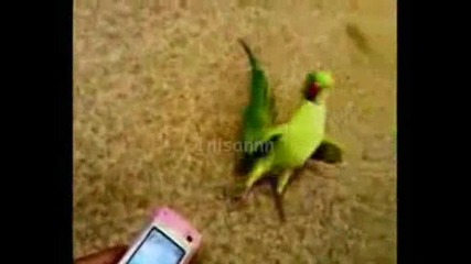 Танцуващ папагал - голям рапър 