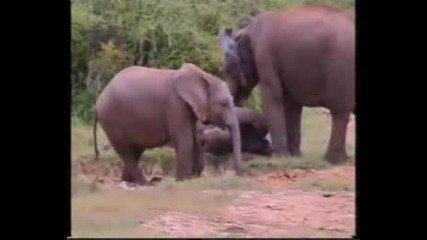Пияни африкански слонове 