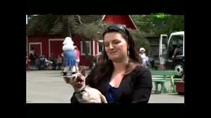 Worlds Ugliest Dog - An English Bulldog with 7 Names