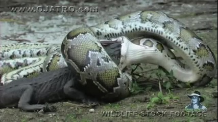 Python eats Alligator 02, Time Lapse Speed x6 - www.uget.in
