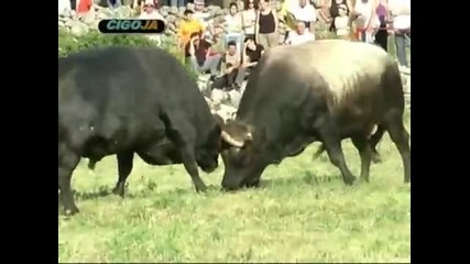 Tornado Zlatonja 