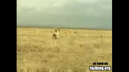 Битка между глиган и лъв