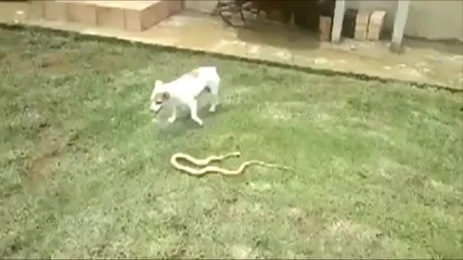 Куче срещу кобра