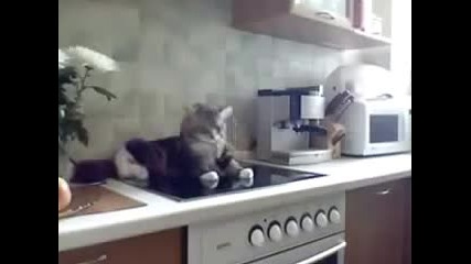 Котка реши да се постопли на готварска печка