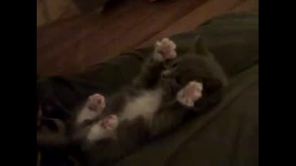 Изненадан Кити Кат cutest ever ) ) 