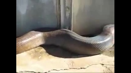 Намериха най-дългата змия мъртва