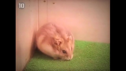 Top 10 Cutest Creatures